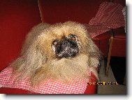 Auki Stelar, 14 let,6 m�s�c�,27 dn�