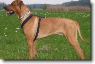 Rhod�zsk� ridgeback