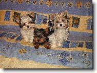 na�e prvn� p�edstaven�