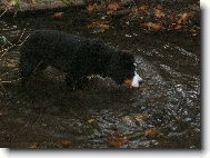 Astor Polepsk� �dol�