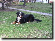 Astor Polepsk� �dol� - 7 a p�l m�s�ce