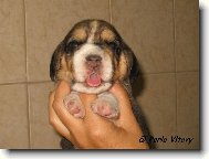 To m�m kr�sn� jaz��ek, �e?