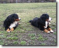 mu�ket��i na Kav��ch hor�ch