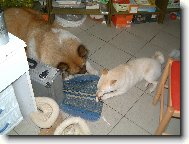 Shiba sn�d� s Akitou