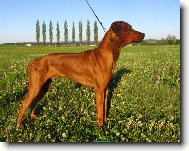 Alf Hanaho-n�cvik na v�stavu