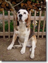 Budape�� beagle bongo