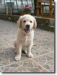 Jon�ek na zahrad�