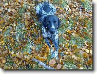 N�meck� kr�tkosrst� oha� DYK