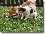 Jack russell Teri�r