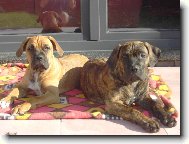 Donna a Diana Gracia Carlson�s Bull