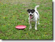 Joy�k a frisbee