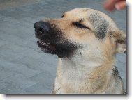 N�meck� ov��k