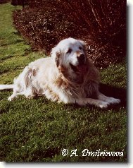 Zlat� retr�vr Lord