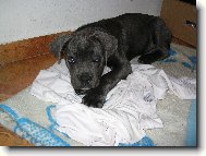 Ioshua - n� mil��ek