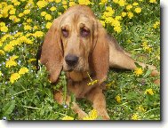 Siesta c pampeli�k�ch