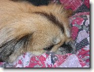 and�lek kter� u� na n�s kouk� z neb��ka