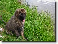 V pti mscch u rybnka