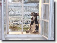 Abby - Andromeda Chotuck hvzda