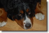 Garp P�seck� hory