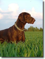 Nessi z Bilice (ChS ze tpek)