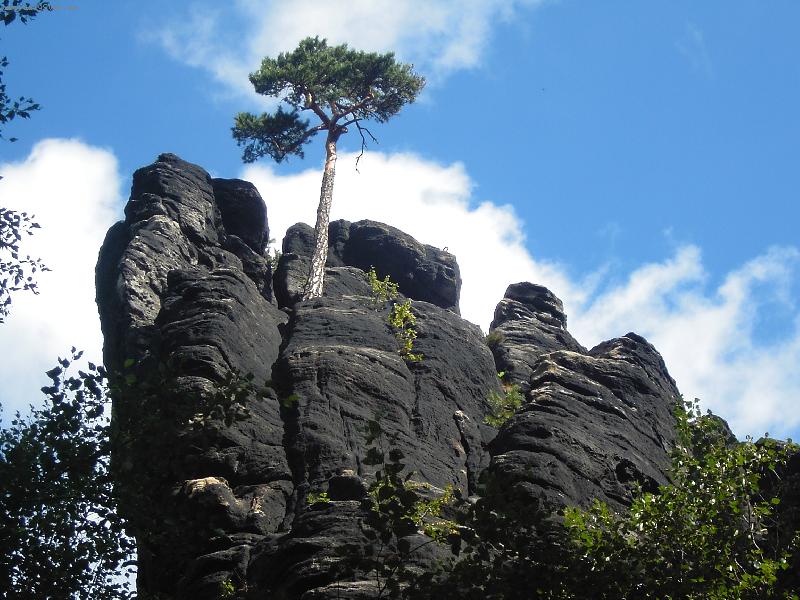 Foto: borovi�ka-Strom na sk�le