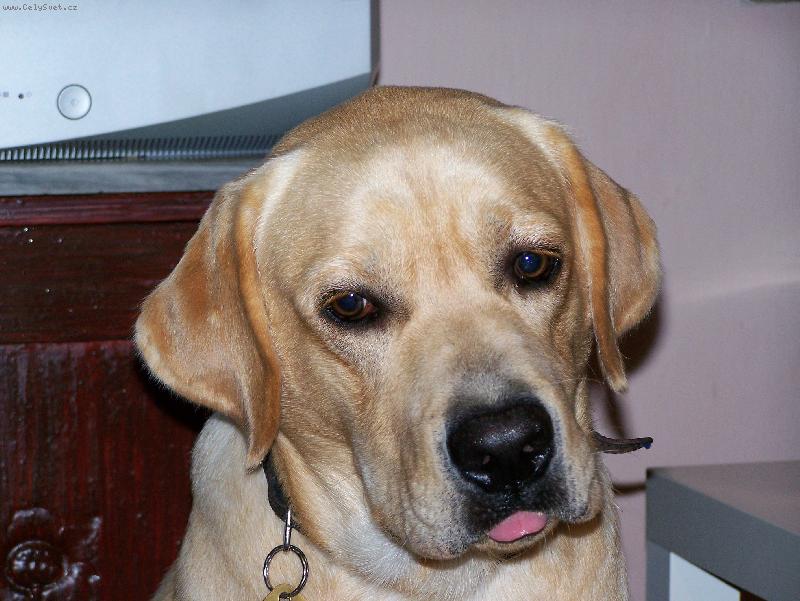 Foto: To jsem z toho v�n� jelen!