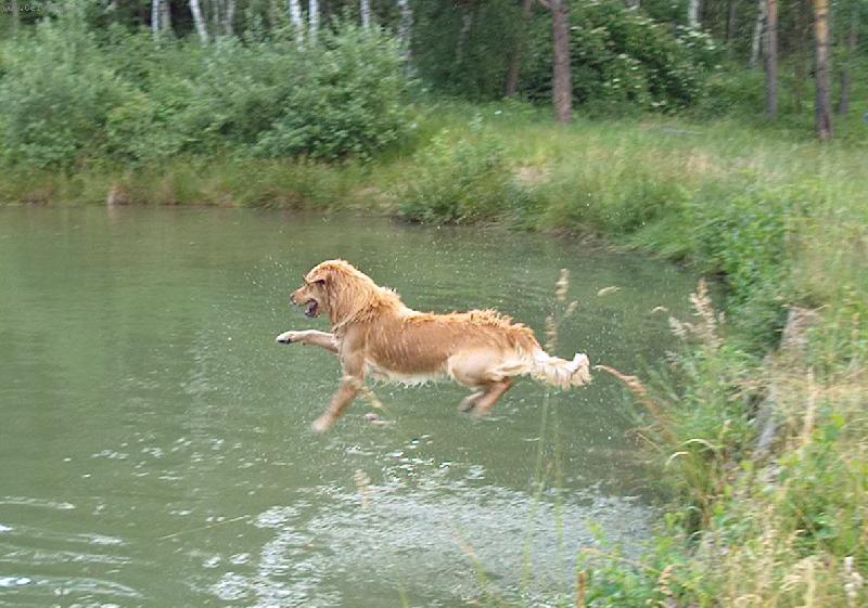 Foto: Clark-Skok do vody