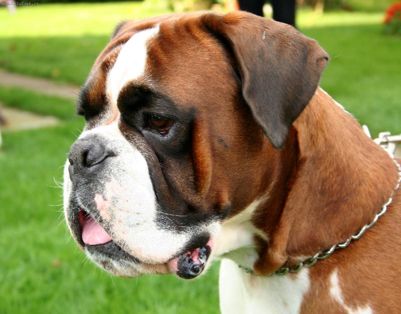 Foto: Baronek-3 let� puber��k :-)