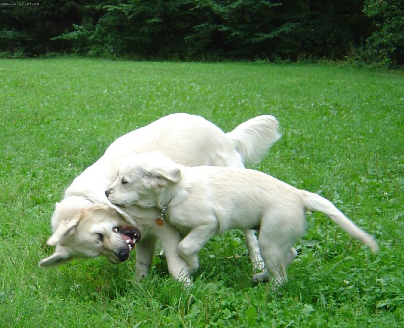 Foto: Bronwynka a And�k-hr�tky v lese ;)