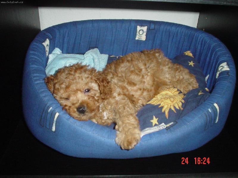 Foto: S�rine�ka-Jak byla �t���tko