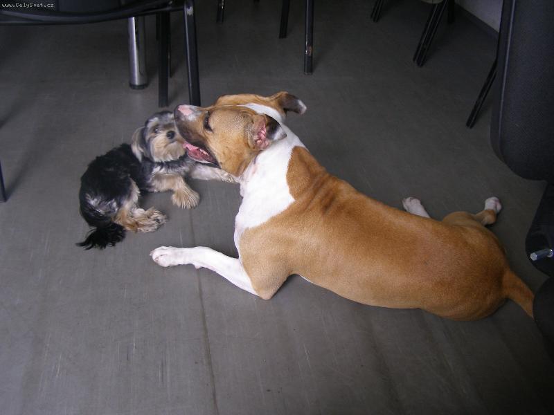 Foto: Cassie a Megi-nerozlu�n� kamar�dky