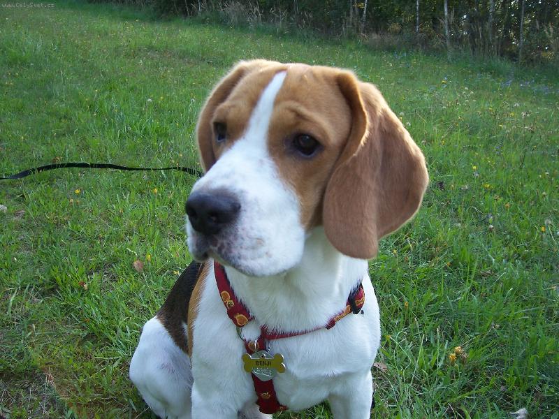 Foto: n� mazel Benjam�nek