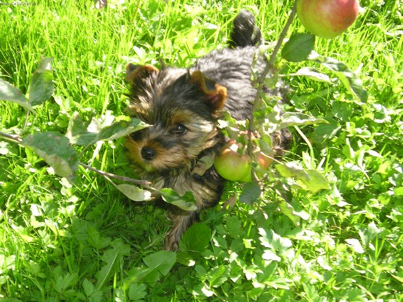 Foto: moje prvni jablko....