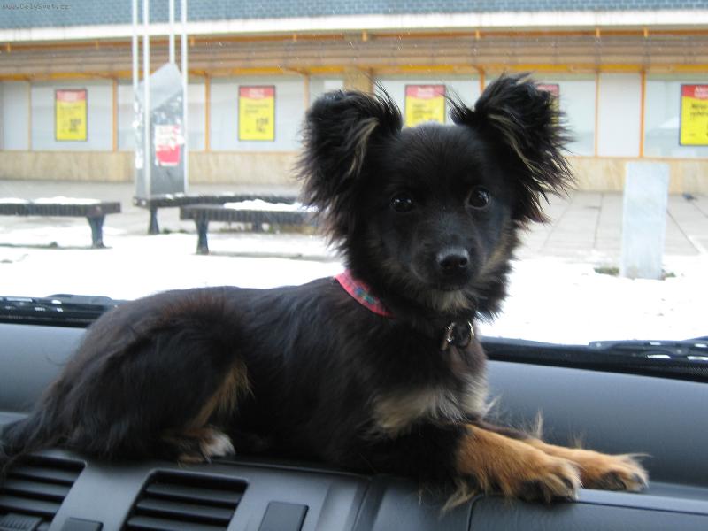 Foto: slečna Lusy,učím se řídit a co má být.