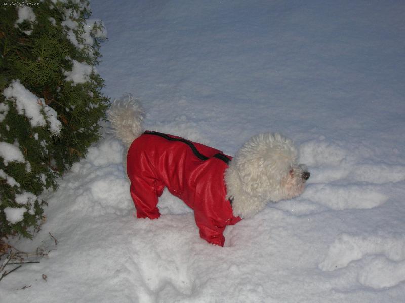 Foto: Dianka-kosmonaut ve sn�hu ...