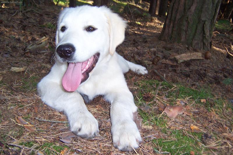 Foto: Zlat� retr�vr-V lese