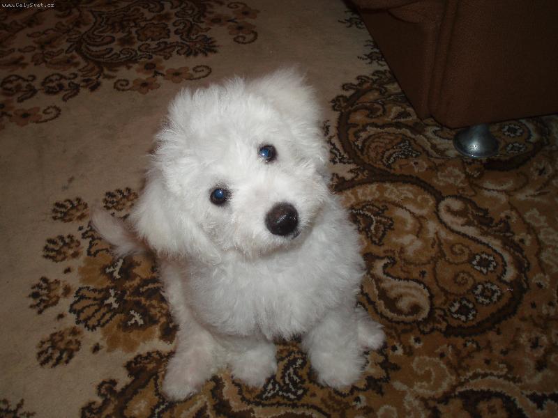 Foto: Na�e kr�sn� Bessynka