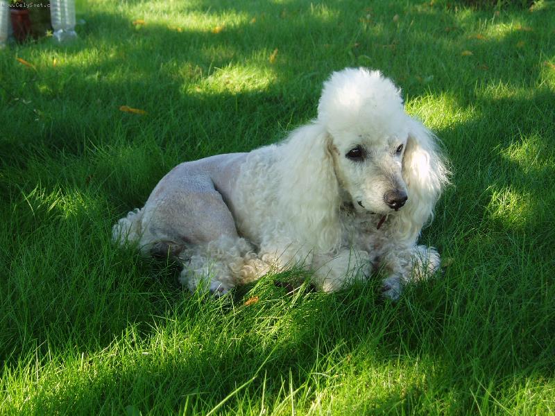 Foto: Willy-Odpo�inek po operaci p�nve