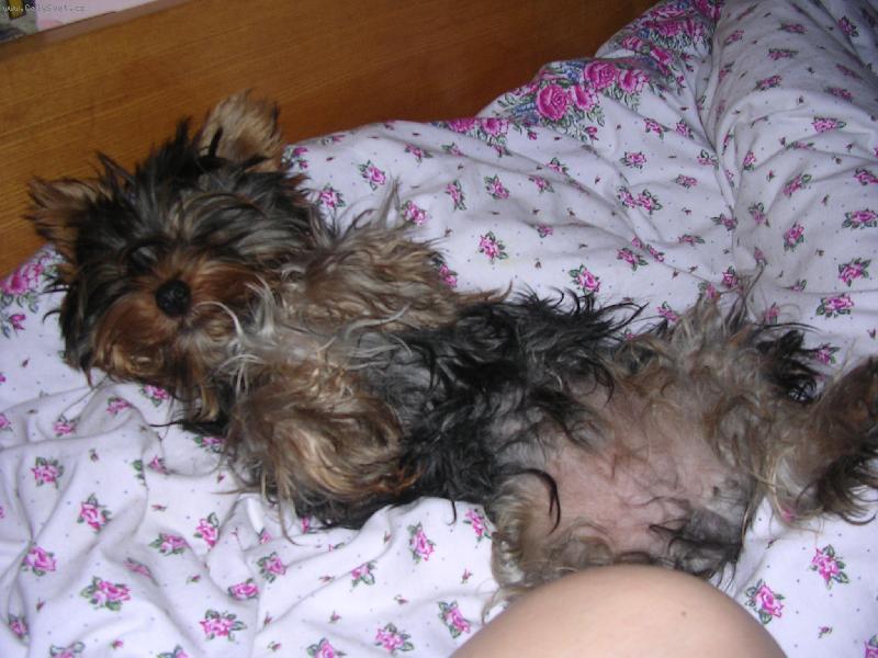 Foto: Spik� po r�nu