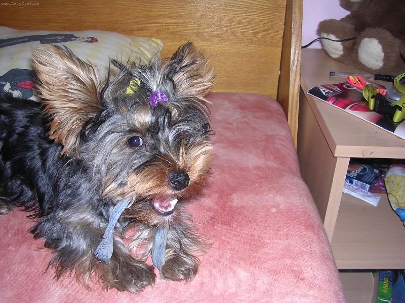 Foto: spik� trha�