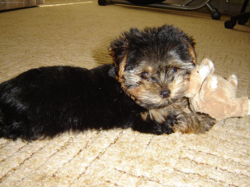 Foto: Danny - n� mal� ro����ek :o)