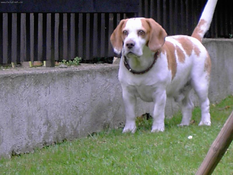 Foto: De Jasta-tady hl�d�m j�