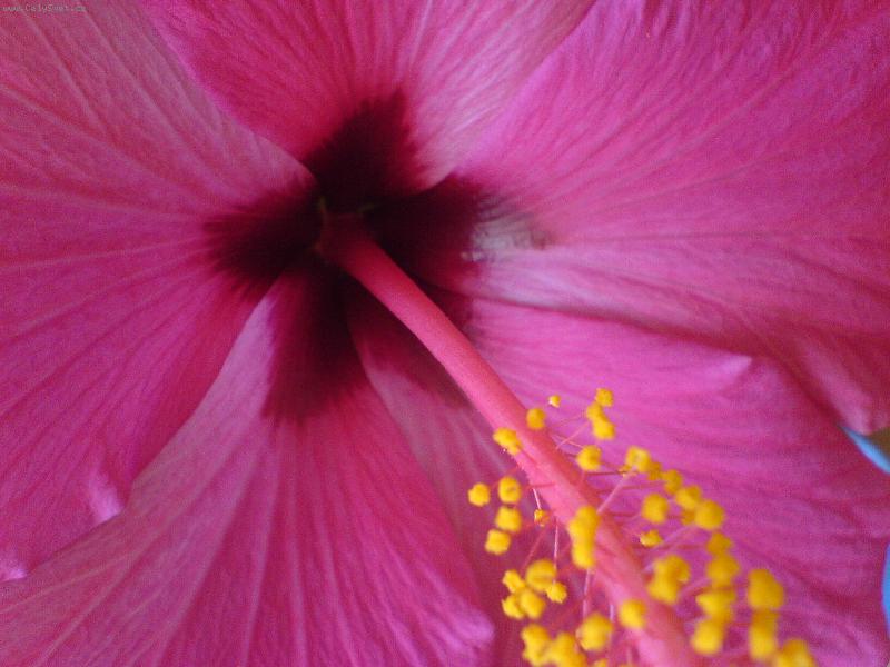 Foto: Kv�ty ibi�k�