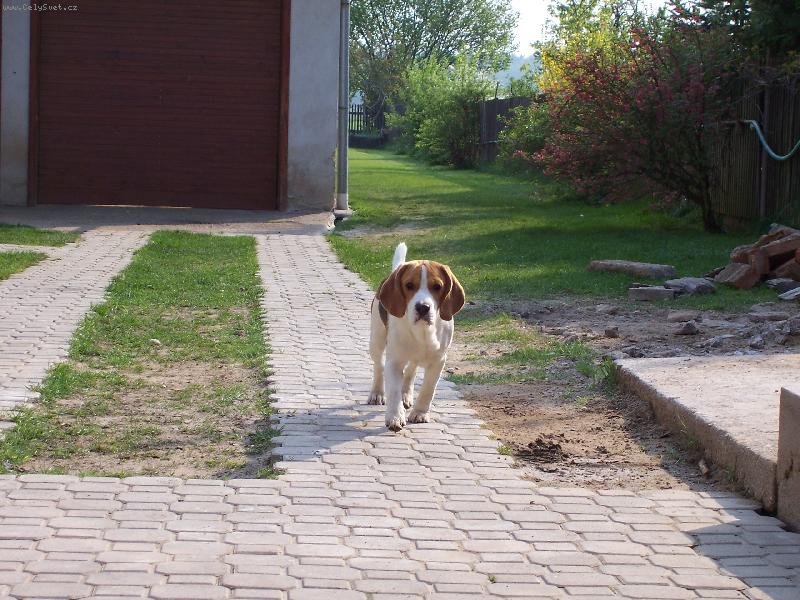 Foto: U� k v�m b��m.-Pokud jde o j�dlo tak je jako st�ha�ka :)