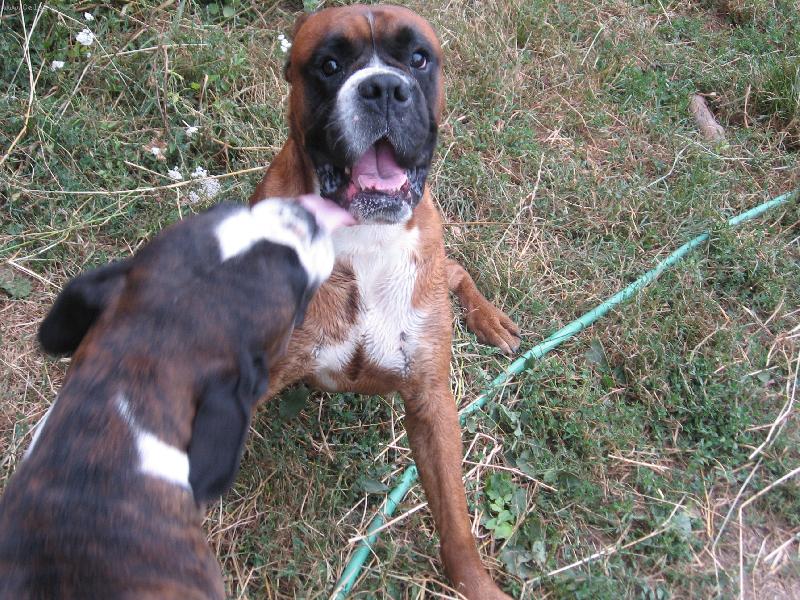 Foto: M�m t� r�da-P�r boxer�