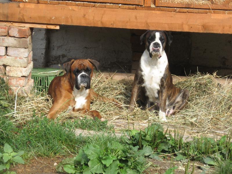 Foto: Dva-P�r boxer�