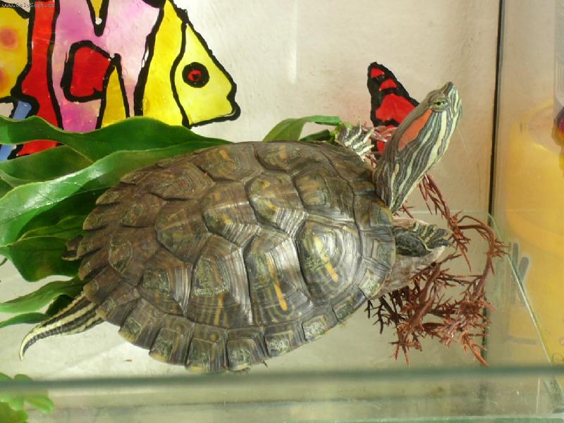 Foto: �elva dom�c� mazl��ek