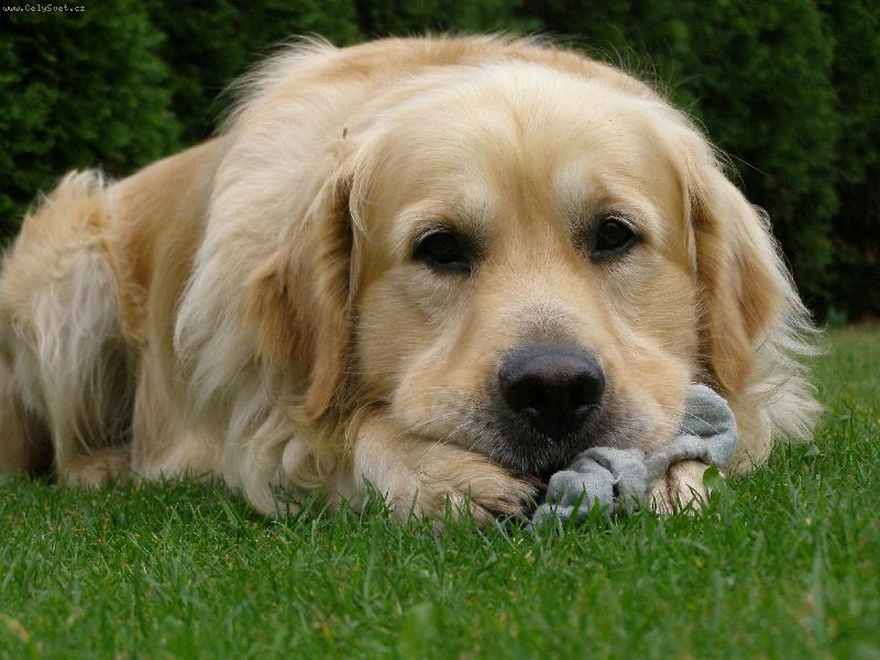 Foto: Dan-To je m�j bafan..:)