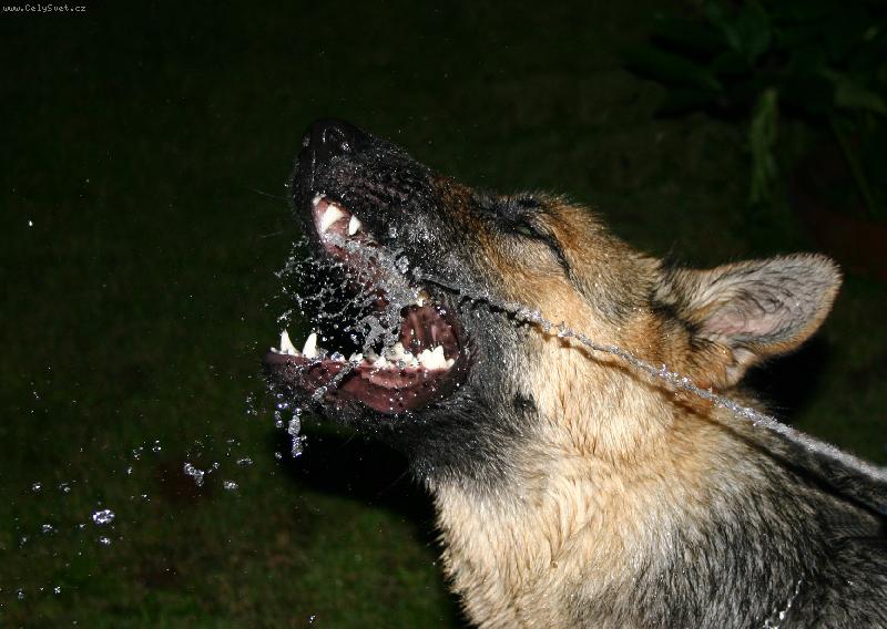 Foto: ��ze�-takovou ��ze� m� m�j pejsek