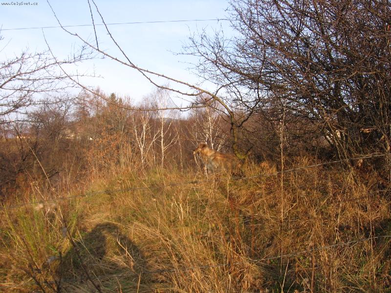 Foto: str�ce hor...